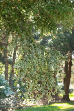 Hemlockgran Tsuga canadensis buske Tsuga canadensis buske
