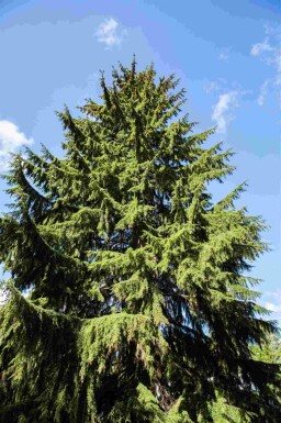 Hemlockgran Tsuga heterophylla buske Tsuga heterophylla buske