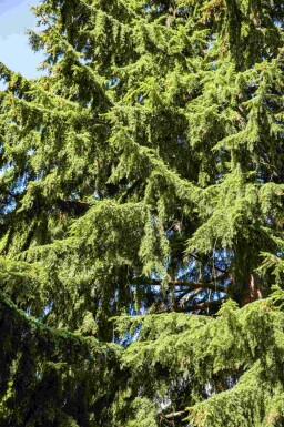 Hemlockgran Tsuga heterophylla buske Tsuga heterophylla buske