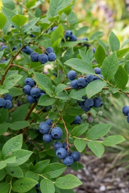 Amerikanskt blåbär Vaccinium corymbosum 'Goldtraube' buske Vaccinium corymbosum 'Goldtraube' buske