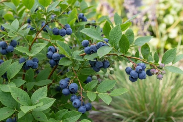 Vaccinium corymbosum 'Goldtraube' buske