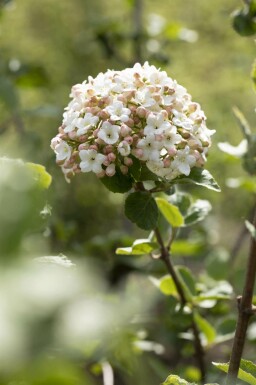 Doftolvon Viburnum carlesii 'Aurora' buske Viburnum carlesii 'Aurora' buske