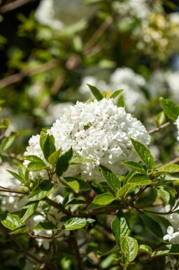 Snöbollsbuske Viburnum 'Eskimo' buske Viburnum 'Eskimo' buske