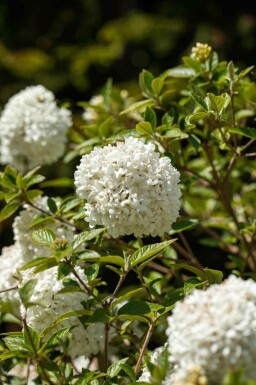Snöbollsbuske Viburnum 'Eskimo' buske Viburnum 'Eskimo' buske