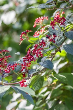Filtviburnum Viburnum lantana buske Viburnum lantana buske