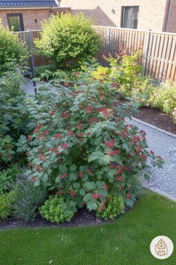 Viburnum lantana buske