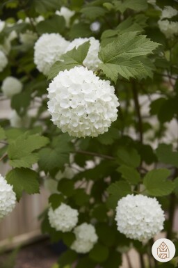 Viburnum opulus buske 40-60 cm nakna rötter