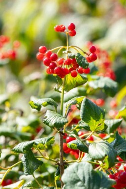 Olvon Viburnum opulus 'Compactum' buske Viburnum opulus 'Compactum' buske