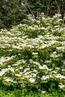 Viburnum Viburnum plicatum 'Kilimandjaro Sunrise' buske Viburnum plicatum 'Kilimandjaro Sunrise' buske