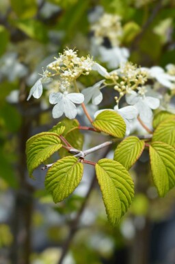 Viburnum Viburnum plicatum 'Kilimandjaro Sunrise' buske Viburnum plicatum 'Kilimandjaro Sunrise' buske