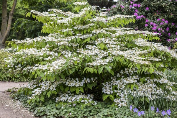 Viburnum plicatum 'Mariesii'