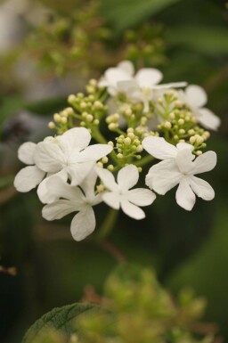 Viburnum Viburnum plicatum 'Watanabe' buske Viburnum plicatum 'Watanabe' buske