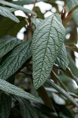 Pragolvon Viburnum 'Pragense' buske Viburnum 'Pragense' buske