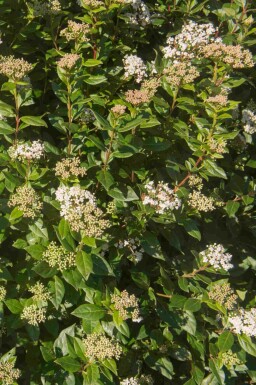 Laurbærkorsved Viburnum tinus 'Eve Price' buske Viburnum tinus 'Eve Price' buske
