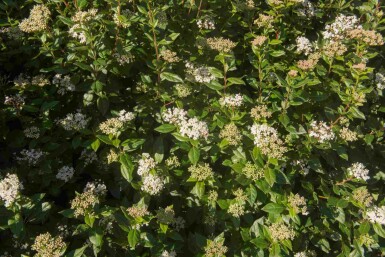 Laurbærkorsved Viburnum tinus 'Eve Price' buske Viburnum tinus 'Eve Price' buske