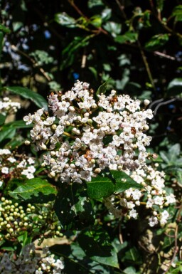 Laurbärviburnum Viburnum tinus 'Gwenllian' buske Viburnum tinus 'Gwenllian' buske