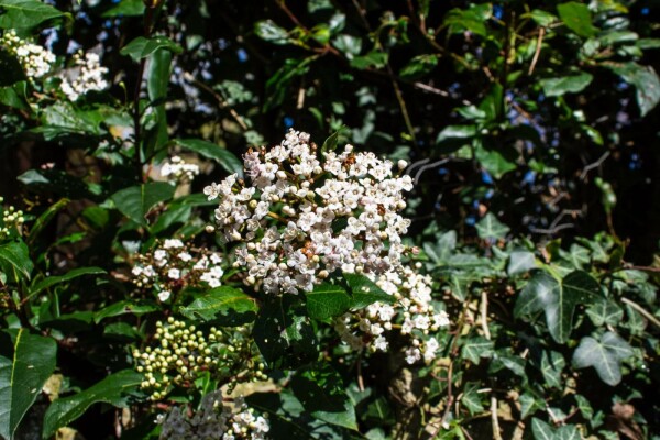 Viburnum tinus 'Gwenllian' buske