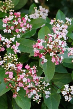 Laurustinus Viburnum tinus 'Lisa Rose' buske Viburnum tinus 'Lisa Rose' buske