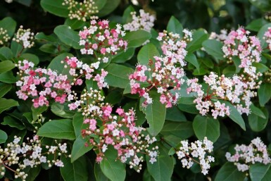 Laurustinus Viburnum tinus 'Lisa Rose' buske Viburnum tinus 'Lisa Rose' buske