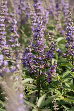 Munkpeppar Vitex agnus-castus buske Vitex agnus-castus buske