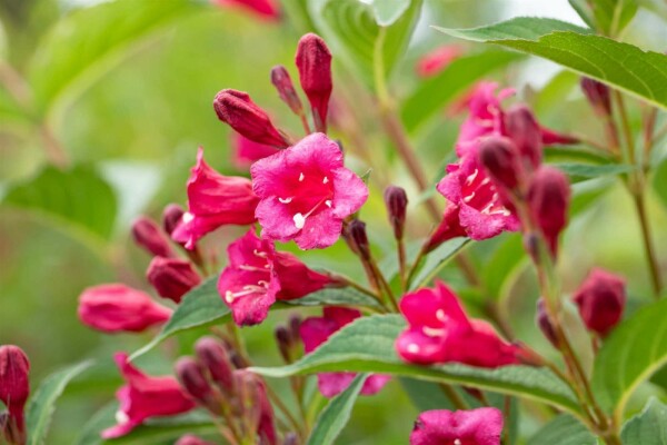 Weigela 'Bristol Ruby'