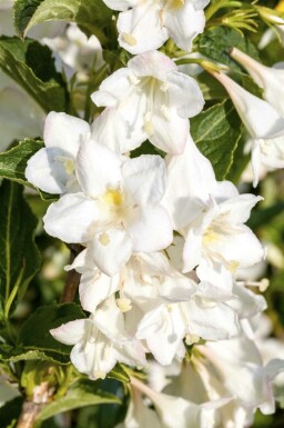 Vitweigela Weigela 'Candida' buske Weigela 'Candida' buske