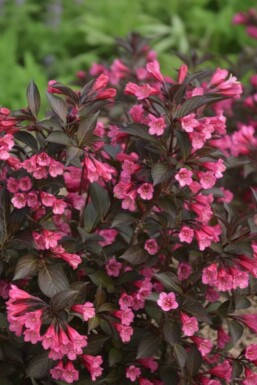 Prakttry Weigela 'Naomi Campbell' buske Weigela 'Naomi Campbell' buske