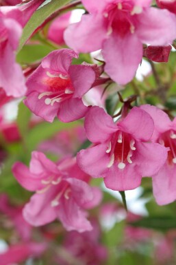 Prakttry Weigela 'Rosea' buske Weigela 'Rosea' buske