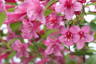 Prakttry Weigela 'Rosea' buske Weigela 'Rosea' buske