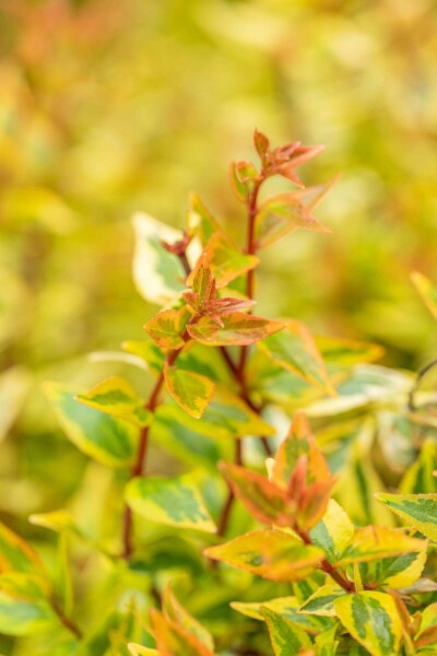 Abelia grandiflora 'Kaleidoscope' C3 25-30