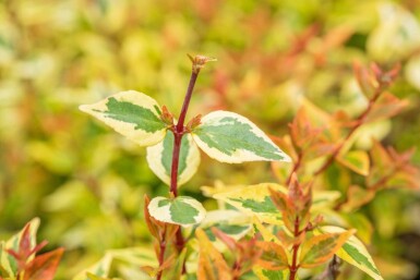 Abelia grandiflora 'Kaleidoscope' C3 25-30