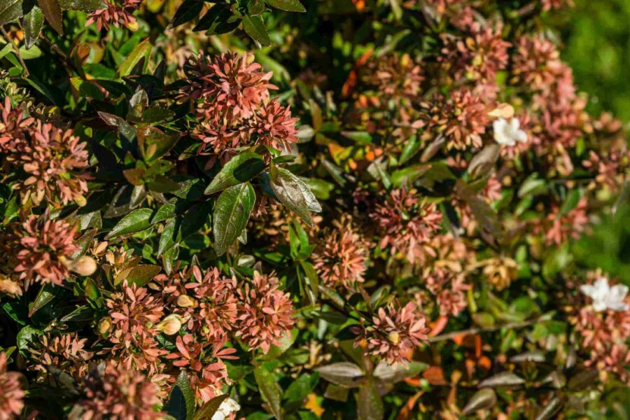 Abelia Abelia grandiflora 'Sherwood' buske 25-30 C3 Abelia grandiflora 'Sherwood' buske 25-30 cm