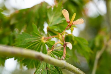 Acer japonicum 'Aconitifolium' C7,5 80-100