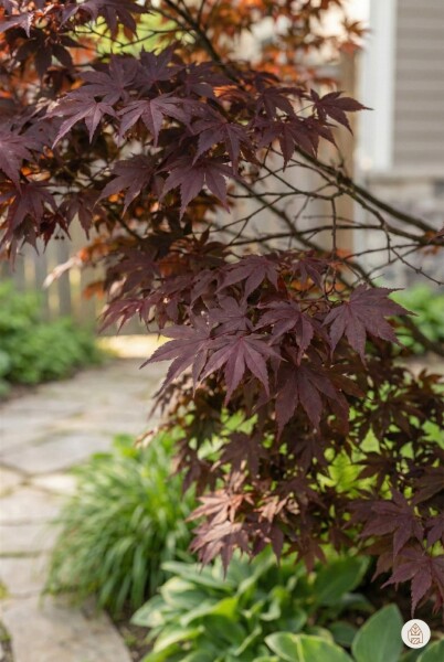 Acer palmatum 'Atropurpureum' buske 80-100 cm