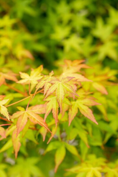 Acer palmatum 'Bi Hoo' C5 40-50