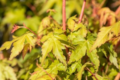 Acer palmatum 'Bi Hoo' C5 40-50