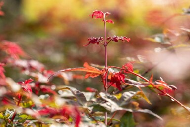 Acer palmatum 'Bi Hoo' C5 40-50