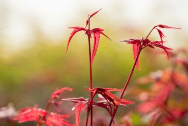 Acer palmatum 'Bi Hoo' C5 40-50