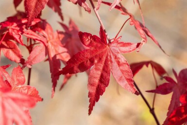 Acer palmatum 'Bi Hoo' C5 40-50