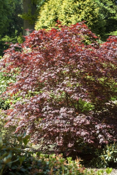 Acer palmatum 'Bloodgood' C20 80-100