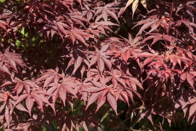 Acer palmatum 'Bloodgood' C20 80-100