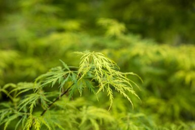 Acer palmatum 'Dissectum' C5 40-50