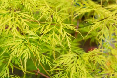 Acer palmatum 'Emerald Lace' C5 50-60