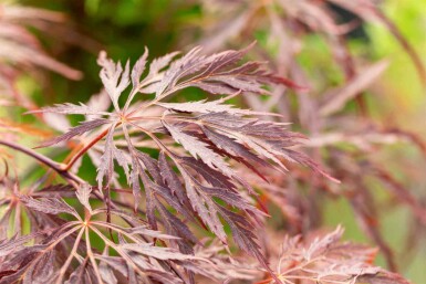 Acer palmatum 'Inabe-shidare' C5 40-60