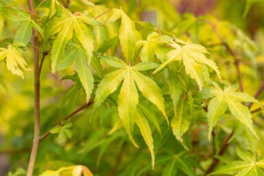 Acer palmatum 'Katsura' C7,5 80-100