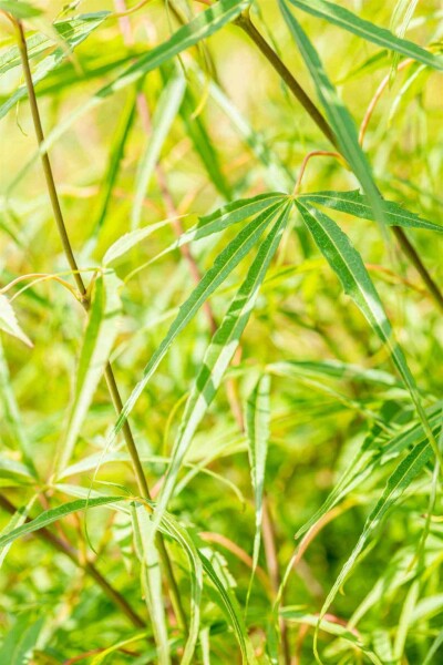 Japansk lönn Acer palmatum 'Koto-no-ito' buske 40-50 C5 Acer palmatum 'Koto-no-ito' buske 40-50 cm