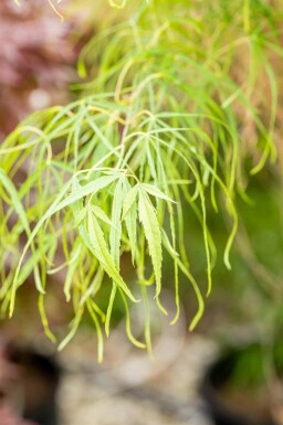 Acer palmatum 'Koto-no-ito' C5 40-50