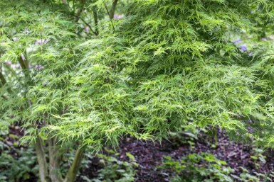 Acer palmatum 'Koto-no-ito' C5 40-50
