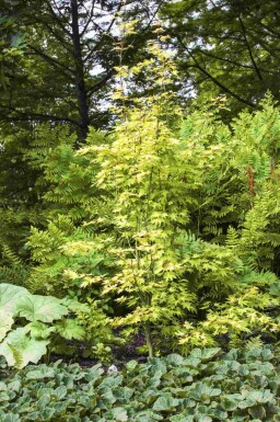 Acer palmatum 'Orange Dream' C5 60-80