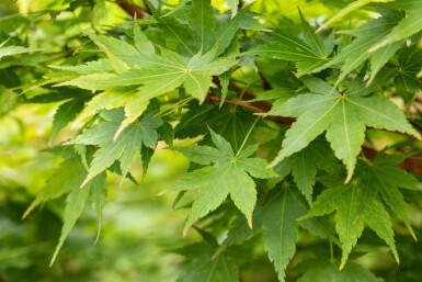 Acer palmatum 'Sangokaku' C7,5 80-100